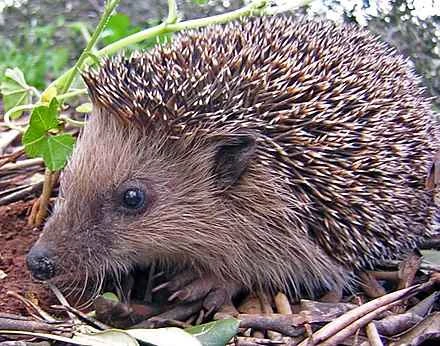 Detailed information and habits of hedgehogs