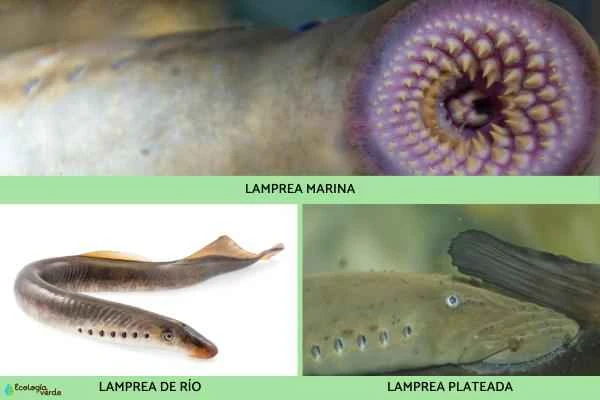 Agnatos o peces sin mandíbula: Qué son y características - Lampreas