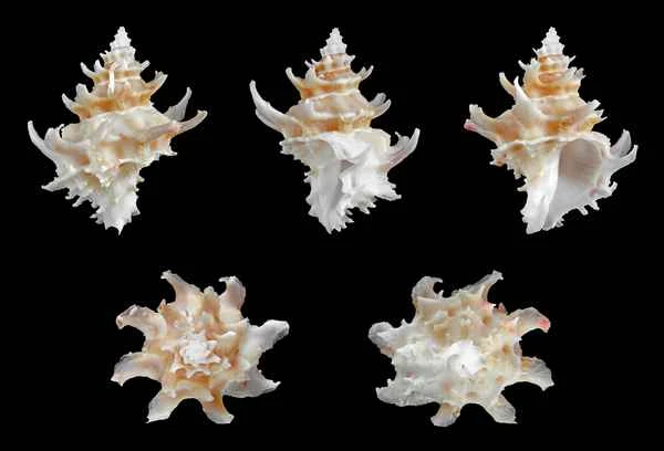 2023110718882871.jpeg 7.jpeg