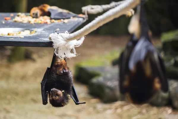Bat species - Philippine Crowned Bat (Acerodon jubatus)