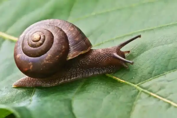 Land snails: What are they, their characteristics, and their types?