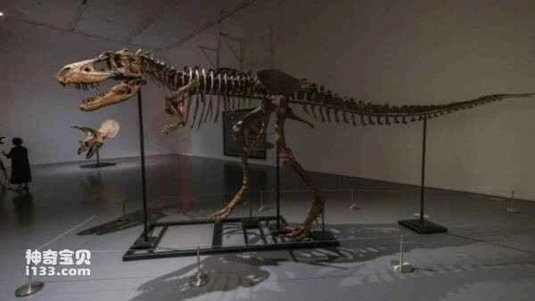 How Dinosaurs Mated (The Truth About Dinosaur Sexuality)