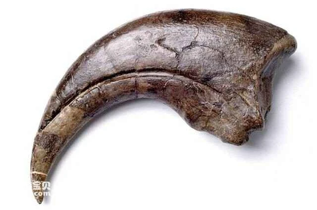 Heavy Claw Dragon Claw 重爪龙爪