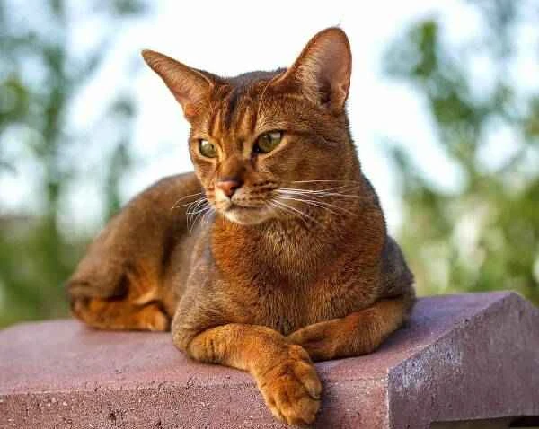 The world's top ten aloof pet cats: which breed is the most arrogant?