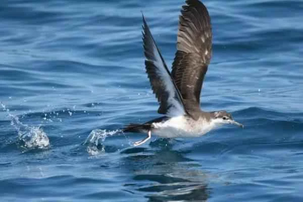 Mediterranean seabirds - Mediterranean petrels
