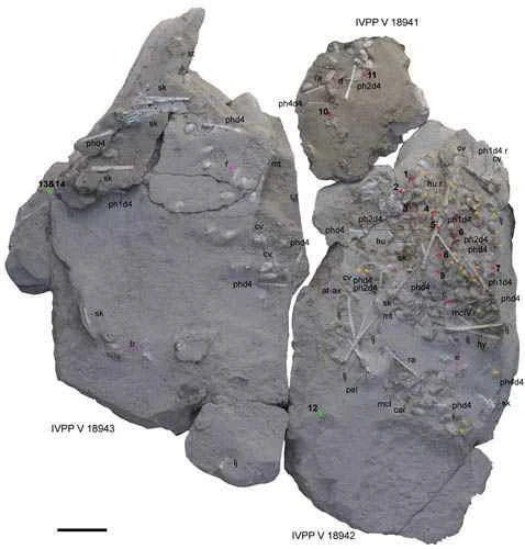 The discovery and evolution of Hami pterosaur