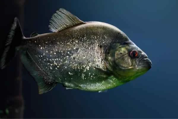 Carnivorous fish: What are they and examples - Black piranha (Serrasalmus rhombeus)