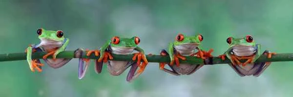 Red-eyed tree frog: A colorful spectacle in the rainforest