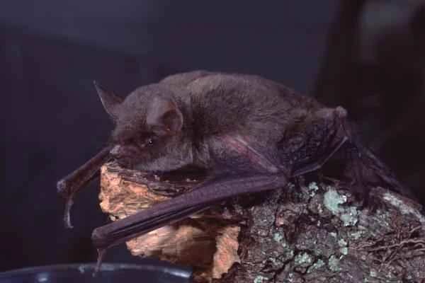 Bat species - Lesser Brown Bat (Myotis lucifugus)