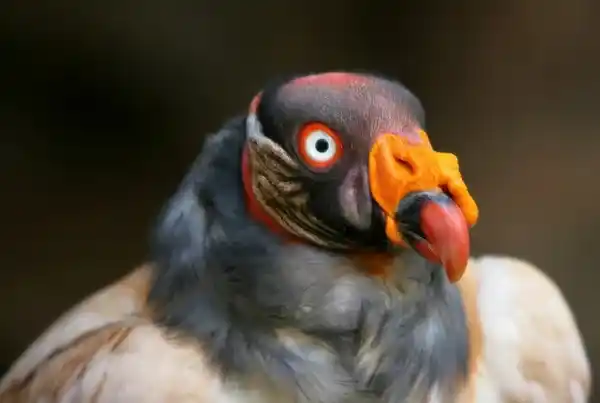 2025072812659293.webp 11.webp