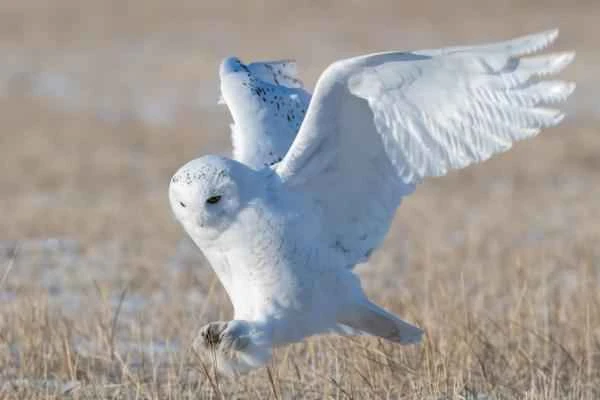 Snowy Owl (A Complete Guide to Snowy Owl Characteristics, Distribution Areas, and Diet)