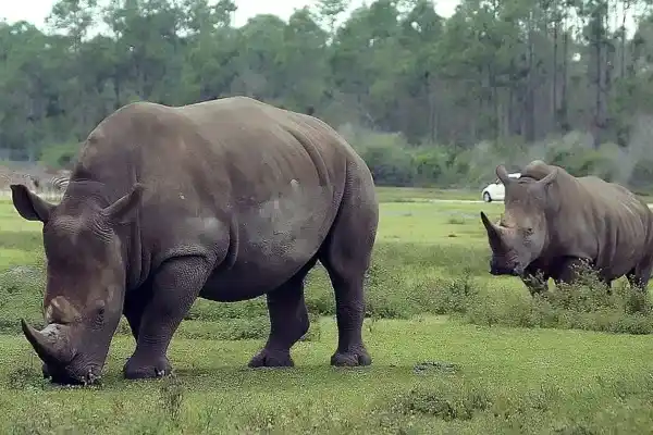 Endangered animals in Africa (11 species)