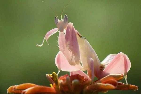 The most camouflaged insect on Earth