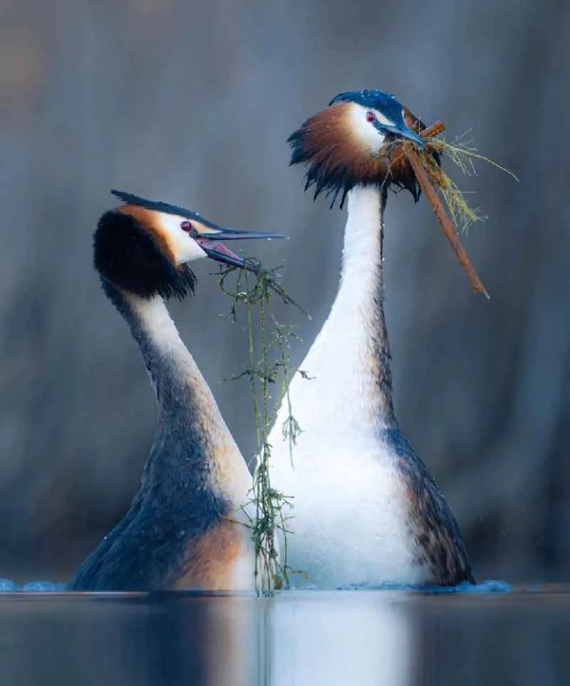 A heartwarming moment for birds