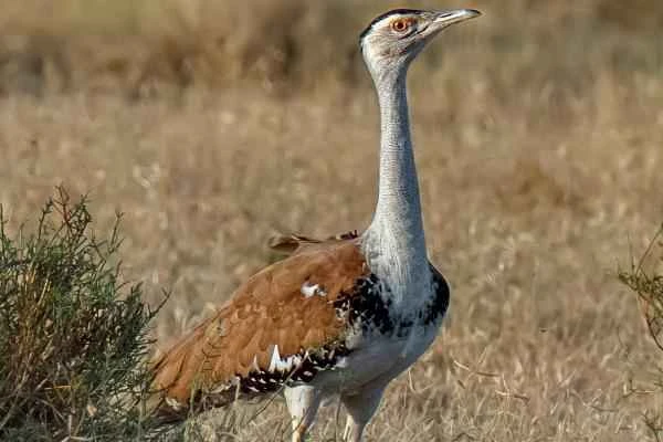 Animales de la India - Avutarda india o Ardeotis nigriceps