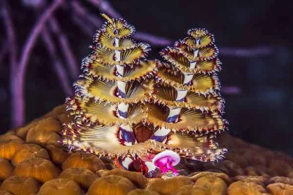 The world's top ten most beautiful corals
