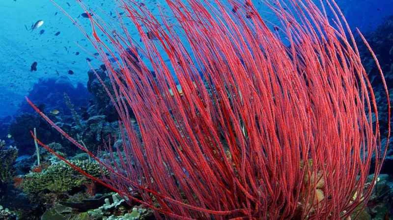Pink sea whip corals on the reef