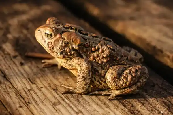 2025082572277536.webp 7.webp