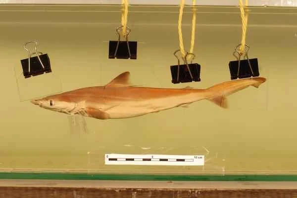 Endangered shark - Borneo shark