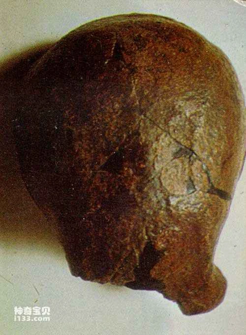 The first Homo erectus discovered on the banks of the Cyathea River