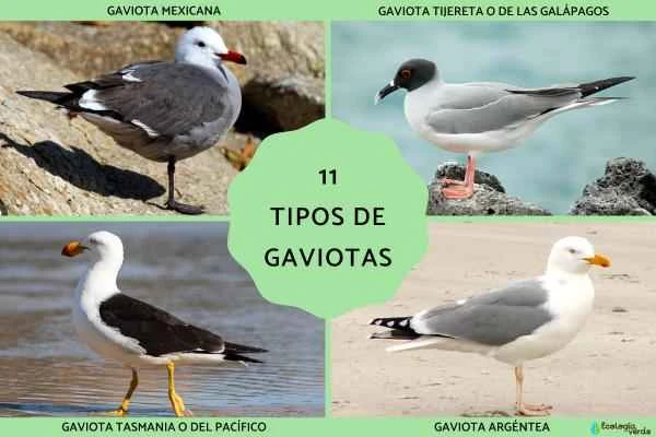 Types of seagulls