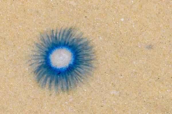 Medusas que no pican - Medusa botón azul