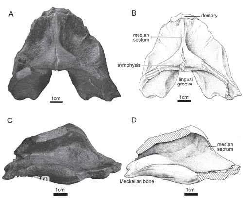A new species of lungfish fossil from Guangxi reveals a close paleogeographic link between China and Australia in the Early Devonian.