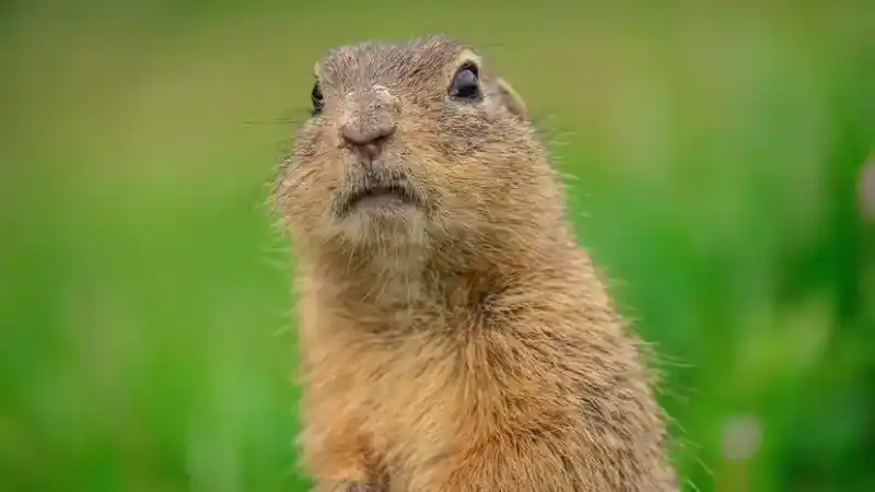 Marmot vs. Gopher: Habits, Identification Points, and Garden Management Strategies