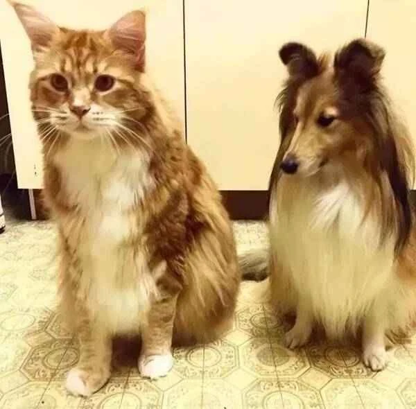 Omar and the sheepdog Omar与牧羊犬