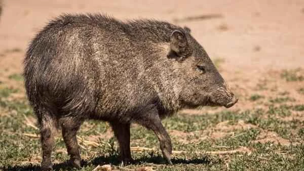 In-depth understanding of wild boars: their secrets and survival crisis