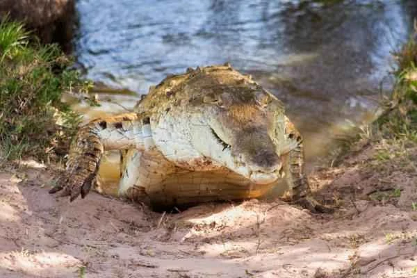 Endangered crocodile - Critically endangered Orinoco crocodile
