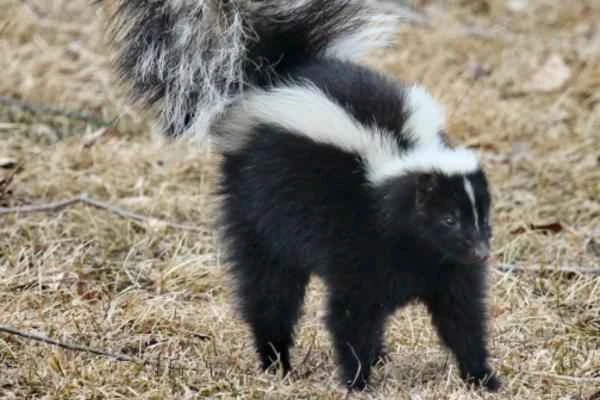 A Comprehensive Guide to Mustelidae | What is Mustelidae and 10 Classic Representatives