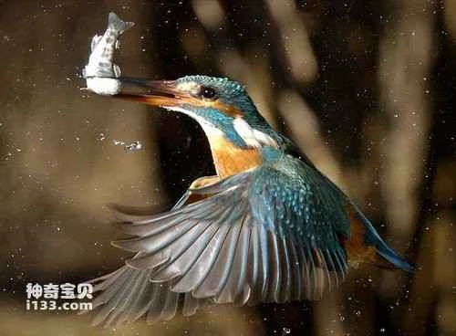 A photographer captured a stunning moment of a kingfisher hunting its prey.