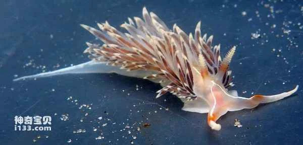 The world's top ten hermaphroditic animals