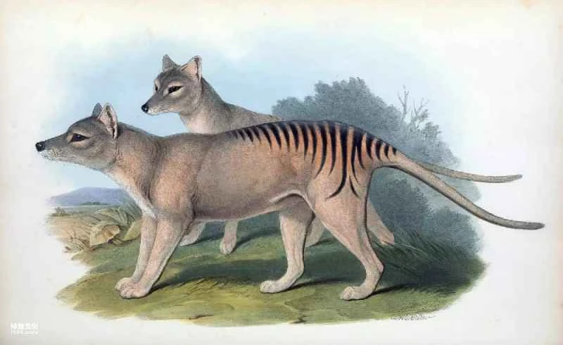 This marsupial, which resembled both a dog and a tiger, went extinct in the 20th century.