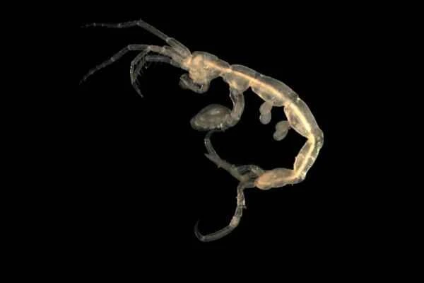 What are amphipods? A popular science article on common species and detailed characteristics.