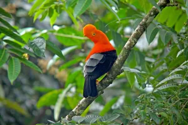 Animales de la sierra peruana - Gallito de las rocas (Rupicola peruvianus)