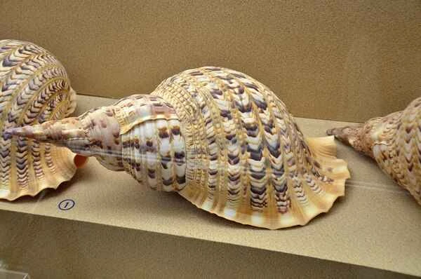 The world's top ten most beautiful seashells: how many have you seen?