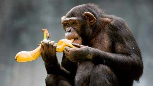 The world's ten most intelligent animals: geniuses at exploring the natural world.