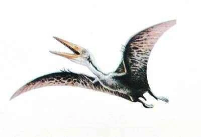 What types of pterosaurs were found in China? (The history of pterosaur research)