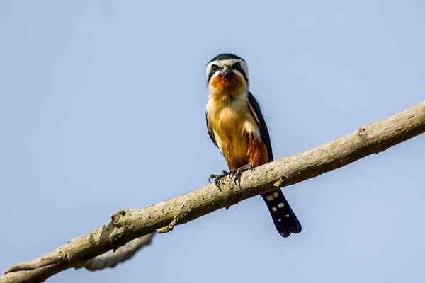 The ageless beauty of the raptors, the red-legged falcon possesses the secret to eternal youth.