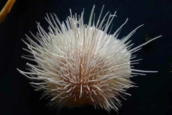 Animales con espinas - Ostra espinosa (Spondylus linguafelis)