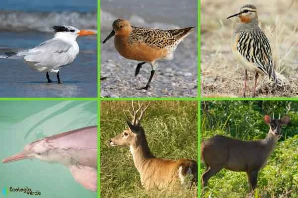 Animals in peligro de extinción in Uruguay -