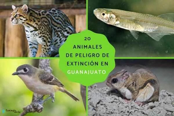 Guanajuato's Endangered Animals: 20 Native Endangered Species You May Not Know