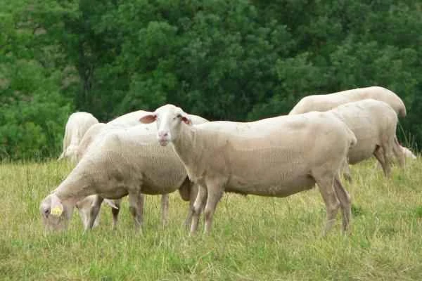 Tipos de ovejas - Oveja Lacaune