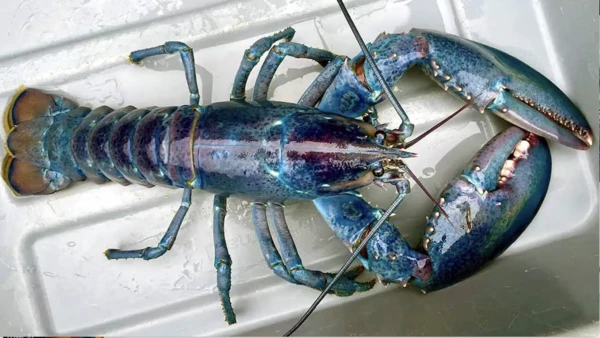 2024101791946327.png 1 (2).png