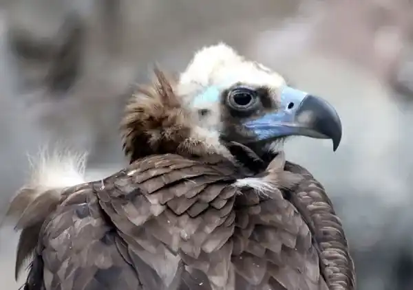 2025072851690680.webp 7.webp