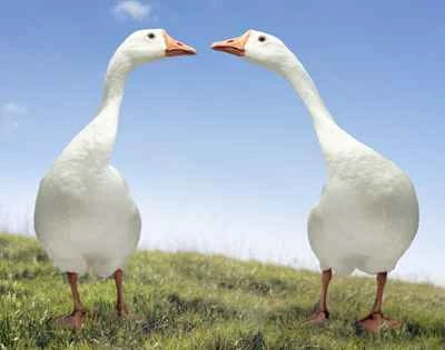 Are geese animals? Exploring the role of geese and why the Canada Goose is so controversial.
