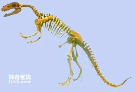 Physical characteristics of the Qilong (the overlord of Dashanpu)