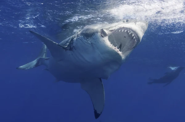 2024092859244639.png 2.png